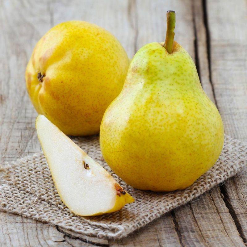 Poirier 'Williams' (Pyrus communis 'Williams') - Scion de 100cm - Pépinières Naudet - Image 2
