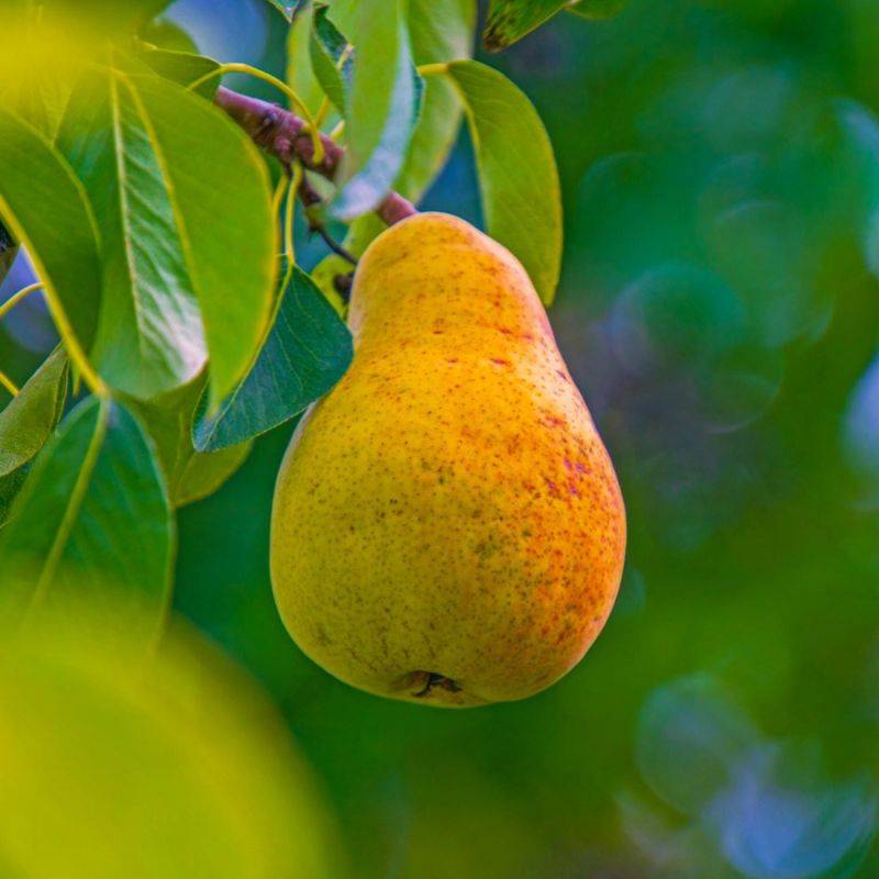 Poirier 'Williams' (Pyrus communis 'Williams') - Scion de 100cm - Pépinières Naudet - Image 1