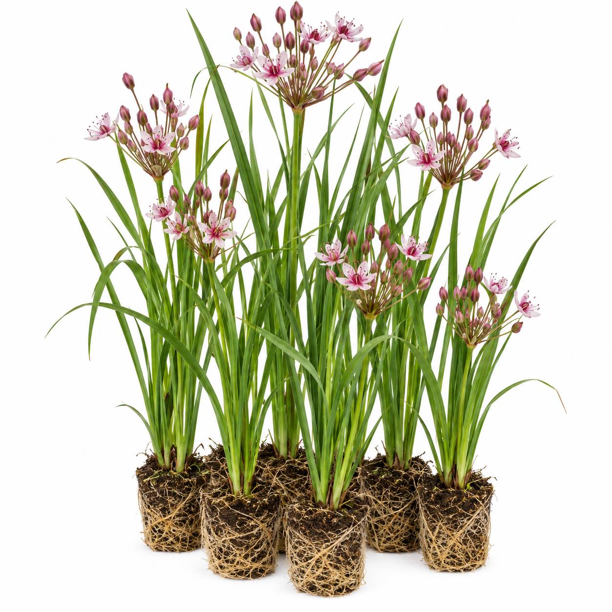 Butome en ombelle - Butomus umbellatus - 12 plantes - Image 1