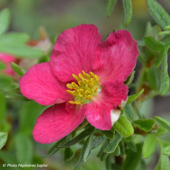 Potentilla fruticosa Bellissima - Potentille arbustive Pot de 2L/3L - Image 1