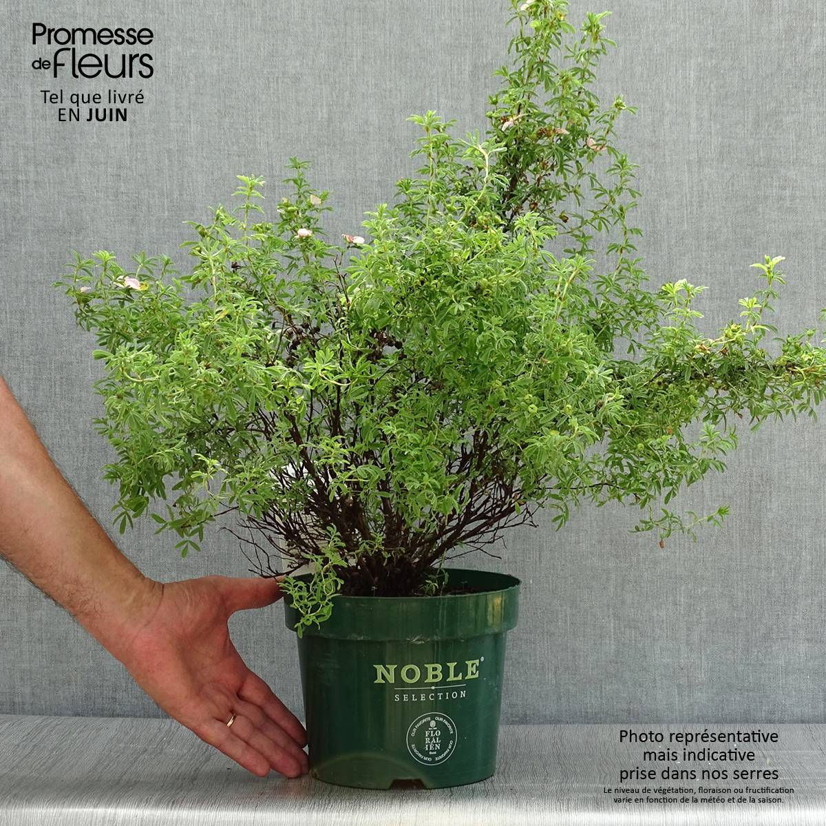 Potentilla fruticosa Bellissima - Potentille arbustive Pot de 2L/3L - Image 2
