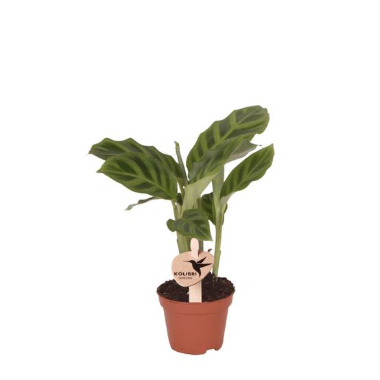 Calathea Freddie - Ø6cm - ↕15cm - Plantes d’intérieur - Image 1