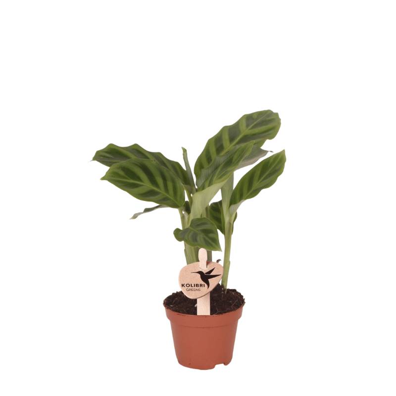 Calathea Freddie - Ø6cm - ↕15cm - Plantes d’intérieur - Image 1