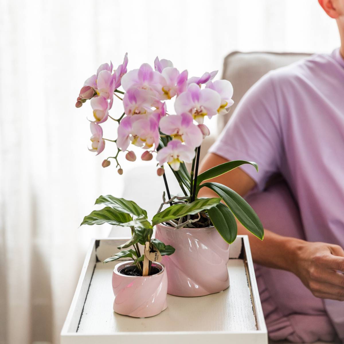 Calathea Freddie - Ø6cm - ↕15cm - Plantes d’intérieur - Image 5
