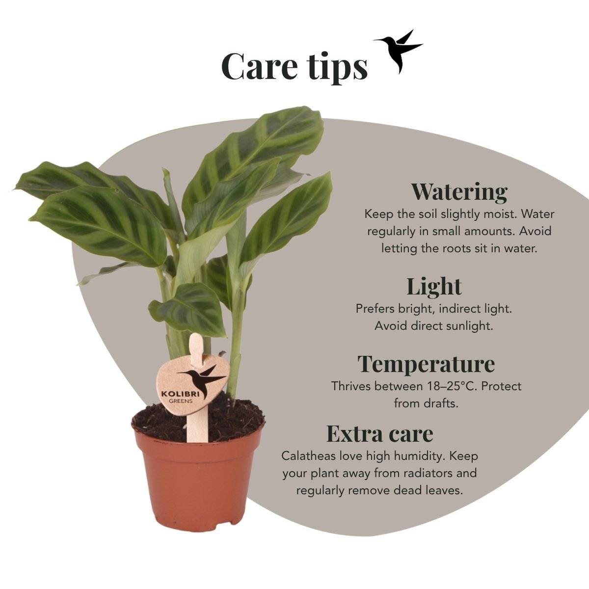 Calathea Freddie - Ø6cm - ↕15cm - Plantes d’intérieur - Image 6