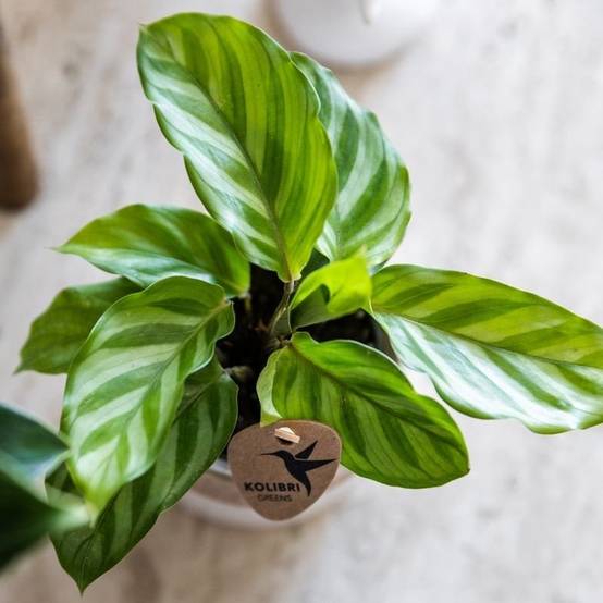 Calathea Freddie - Ø6cm - ↕15cm - Plantes d’intérieur - Image 4