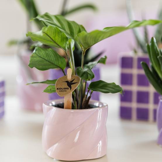 Calathea Freddie - Ø6cm - ↕15cm - Plantes d’intérieur - Image 3