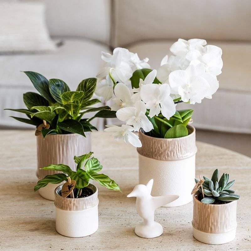 Calathea Freddie - Ø6cm - ↕15cm - Plantes d’intérieur - Image 2