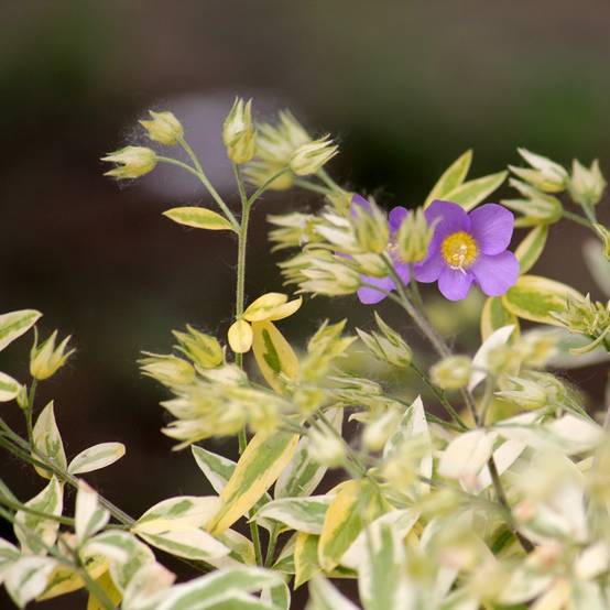 Polemonium pulcherrimum Golden Feathers - Polémoine Pot de 2L/3L