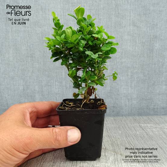 Buis de haie - Buxus sempervirens Suffruticosa en godet Godet de 8/9 cm - Image 2