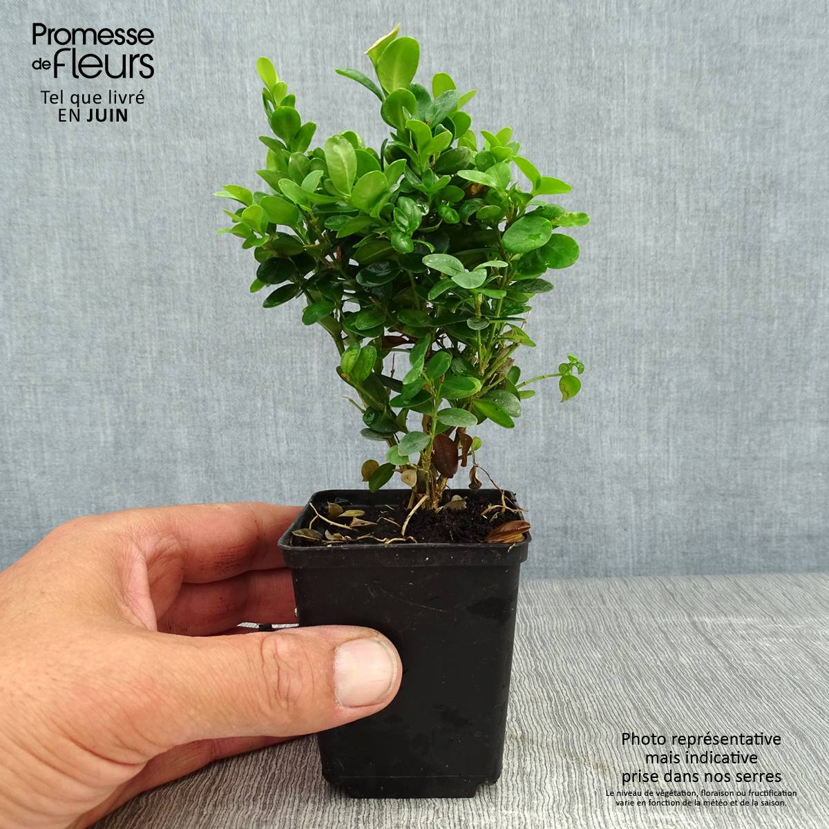 Buis de haie - Buxus sempervirens Suffruticosa en godet Godet de 8/9 cm - Image 2