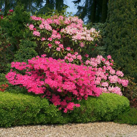 Buis de haie - Buxus sempervirens Suffruticosa en godet Godet de 8/9 cm - Image 1