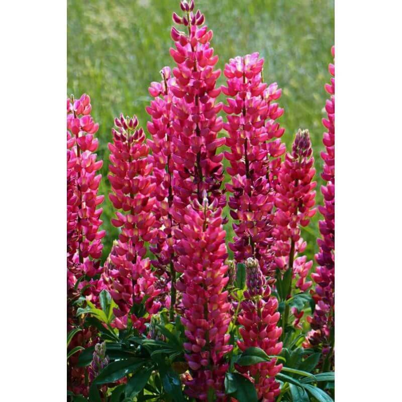 Collections de 8 Lupins -  - Pépinières Naudet - Image 5
