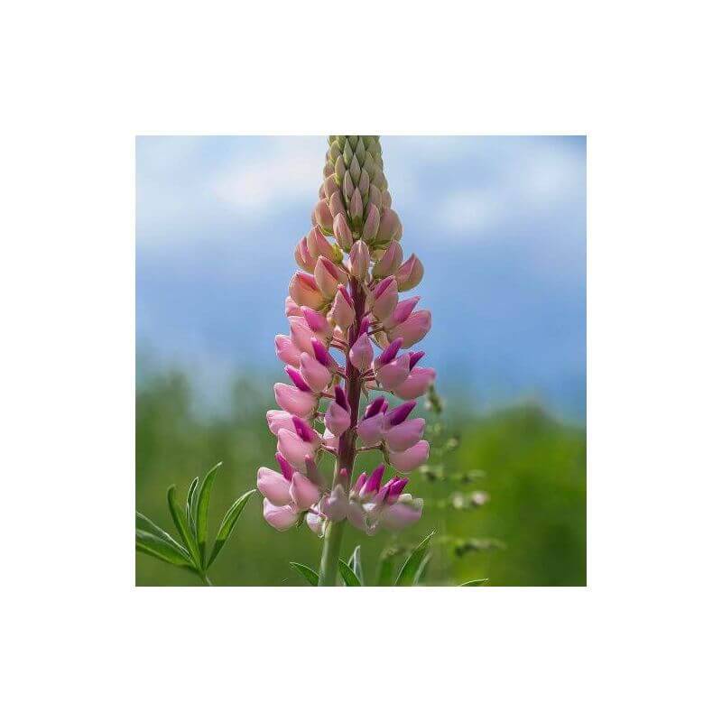 Collections de 8 Lupins -  - Pépinières Naudet - Image 3