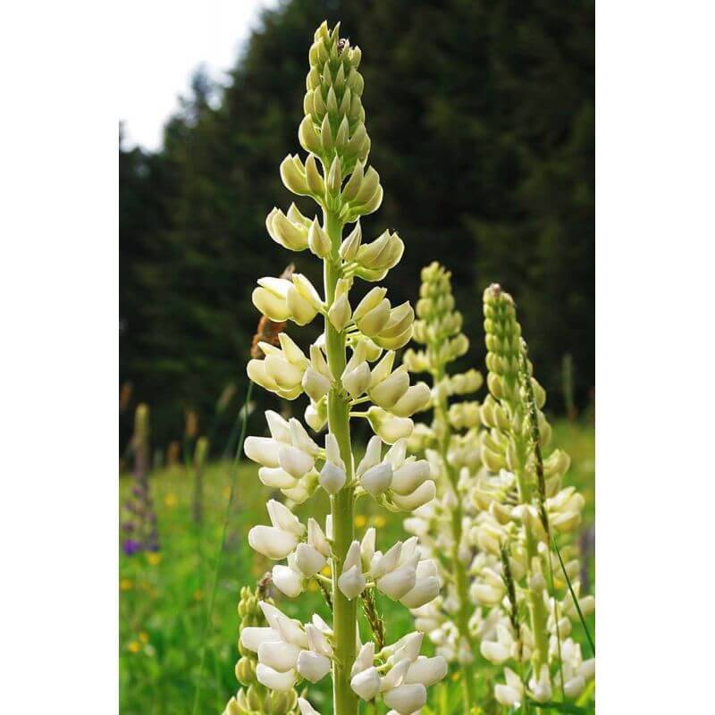 Collections de 8 Lupins -  - Pépinières Naudet - Image 4