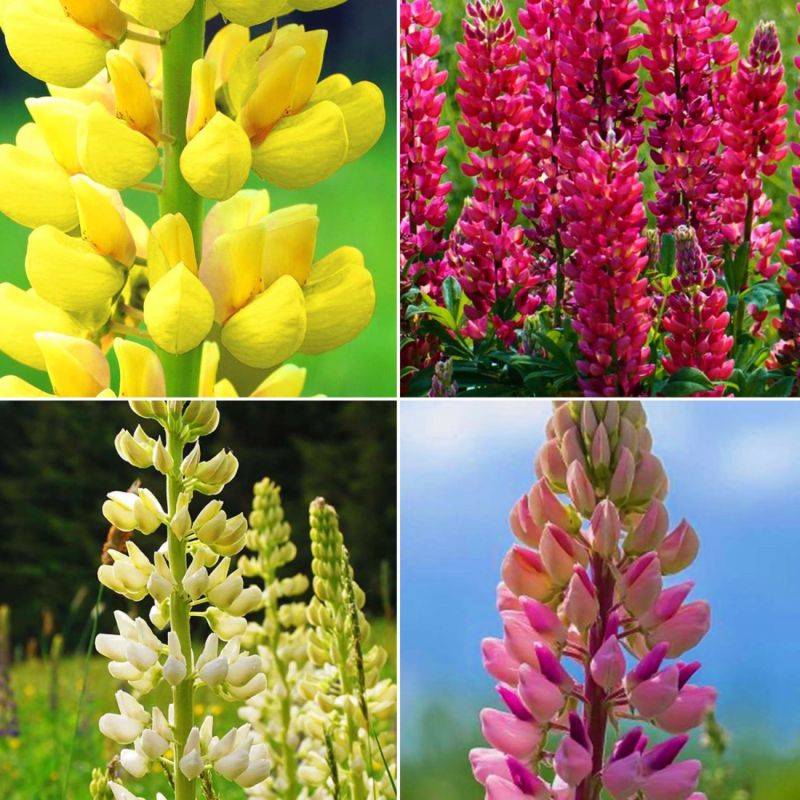 Collections de 8 Lupins -  - Pépinières Naudet - Image 2