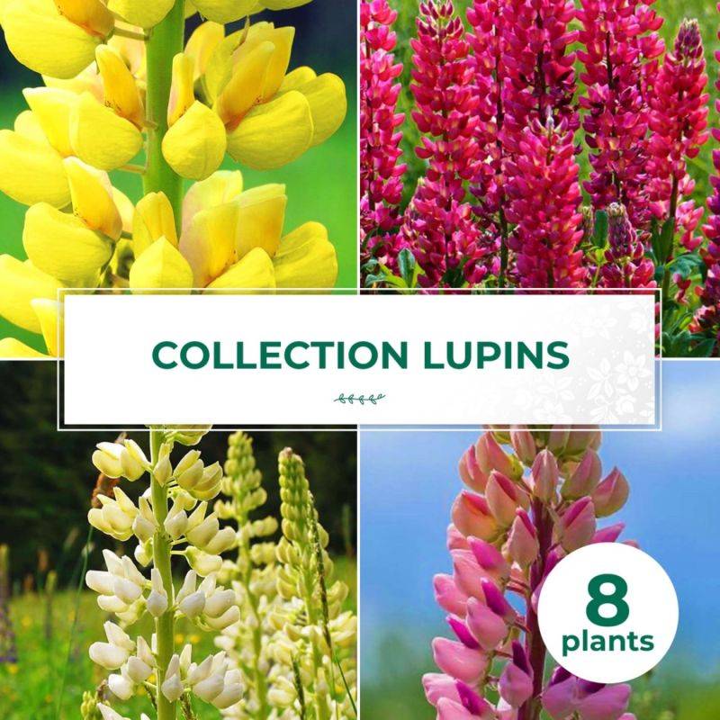 Collections de 8 Lupins -  - Pépinières Naudet - Image 1