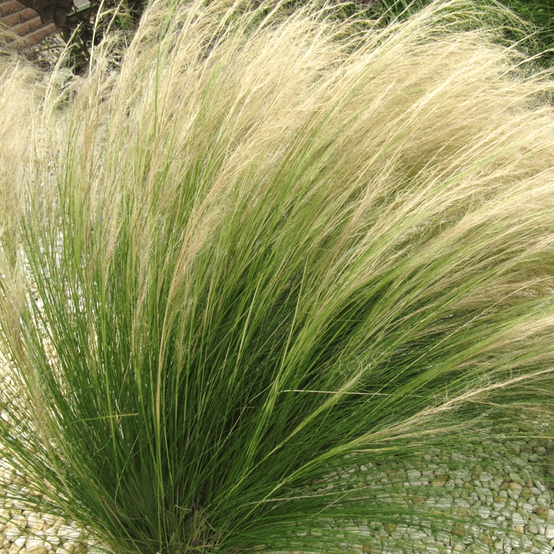 Graines de Stipa tenuissima Pony Tails - Cheveux d'Ange Graines