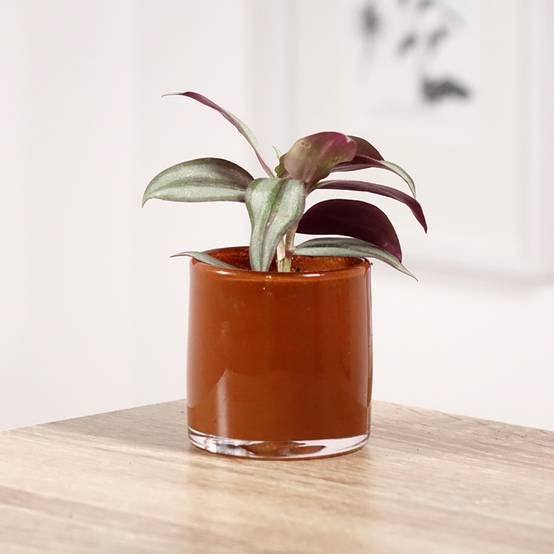 Tradescantia zebrina Pink Joy Mini-plante