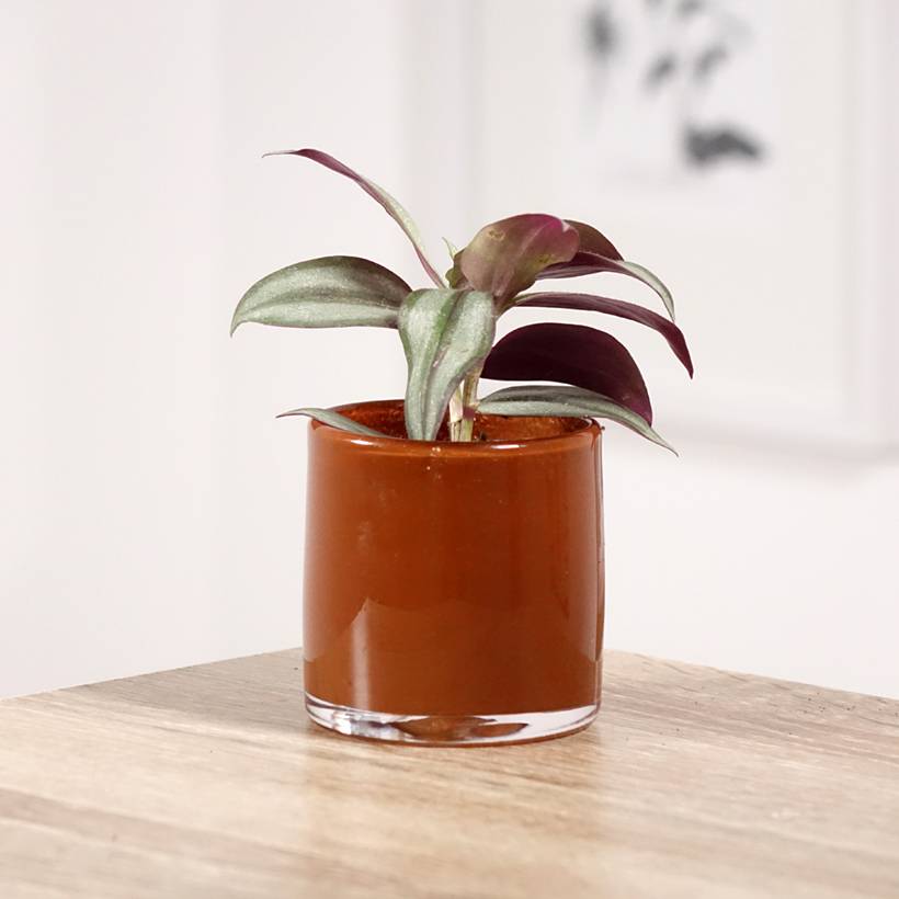 Tradescantia zebrina Pink Joy Mini-plante