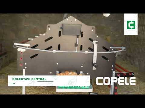 Copele - Pondoir collectif pour 240 poules - Image 4