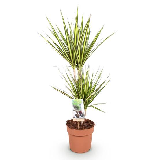 Dracaena Sunray - Pot de 17cm - Sans cache-pot - Plantes d'intérieur - Image 2
