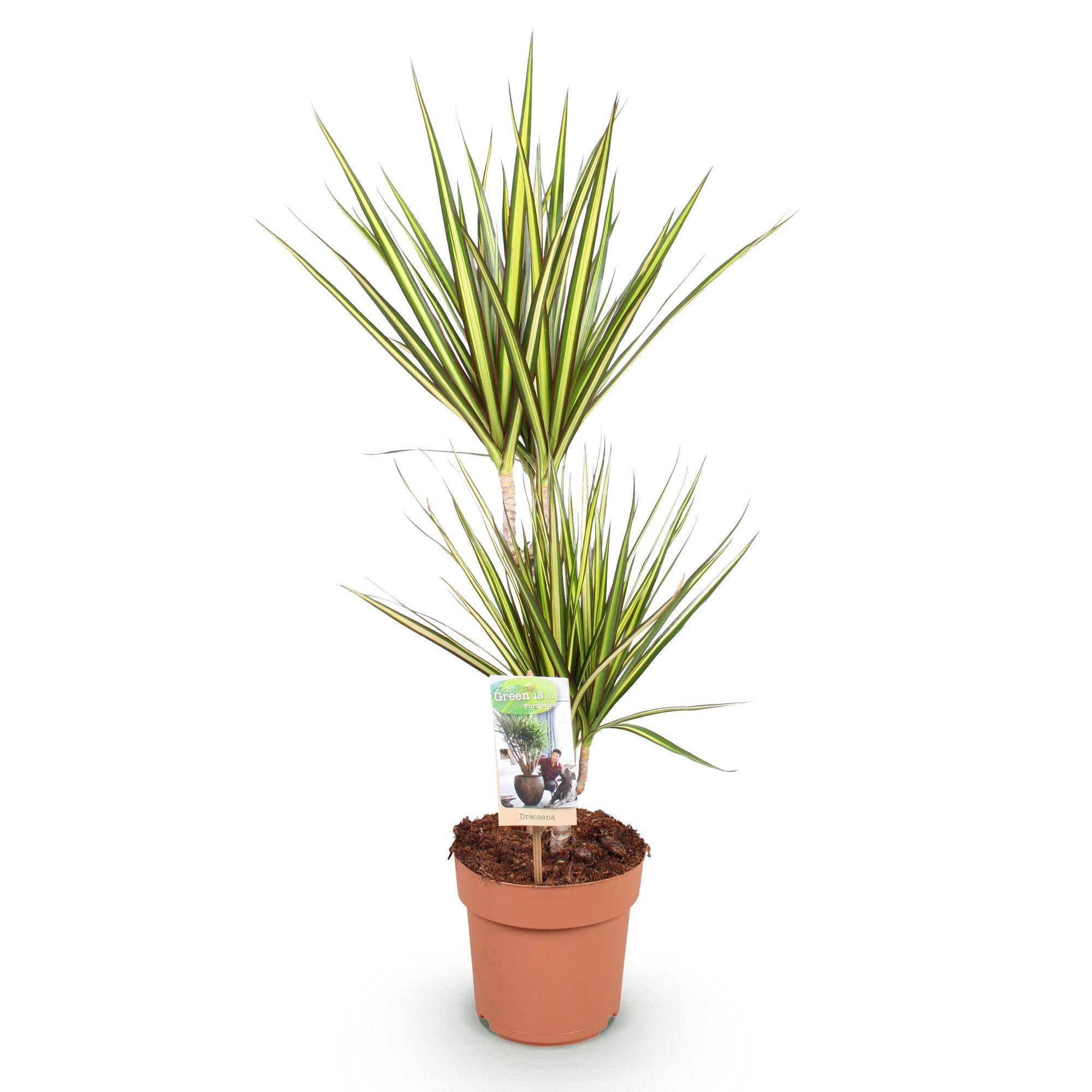 Dracaena Sunray - Pot de 17cm - Sans cache-pot - Plantes d'intérieur - Image 2
