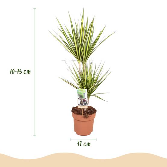Dracaena Sunray - Pot de 17cm - Sans cache-pot - Plantes d'intérieur - Image 3