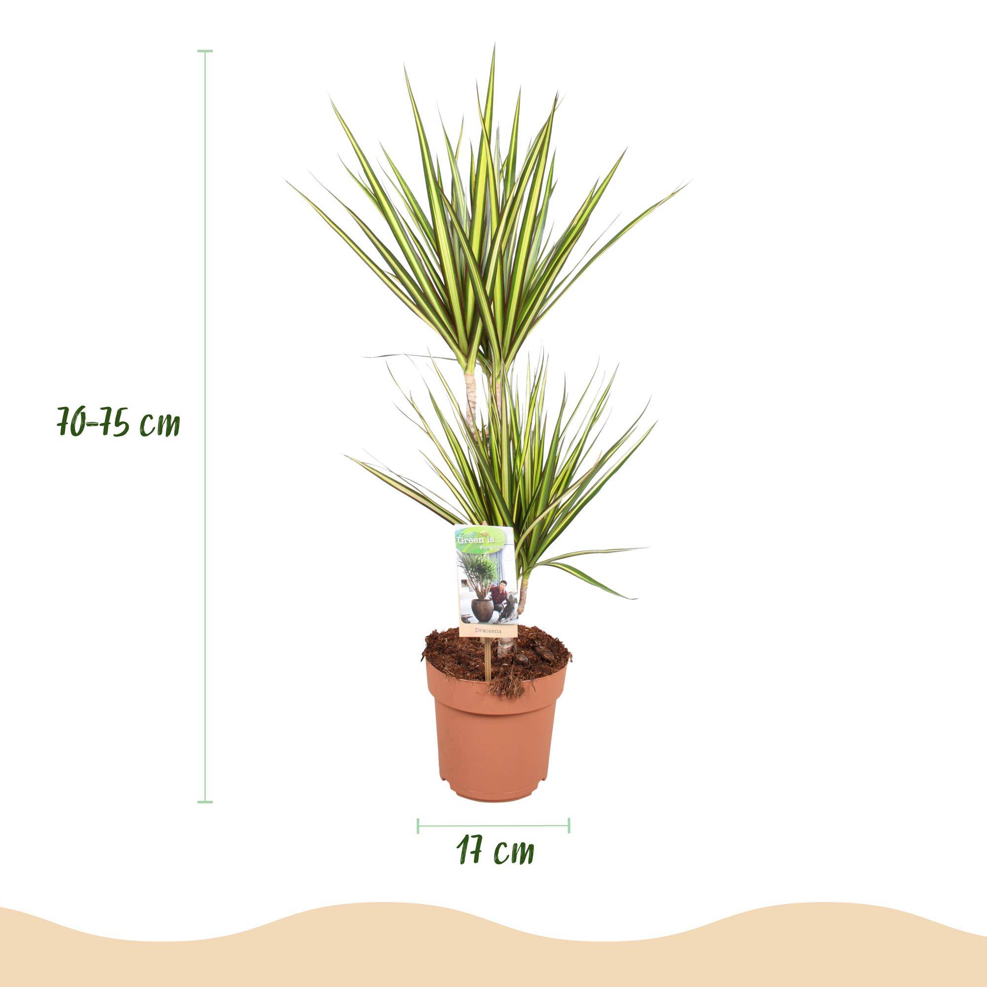Dracaena Sunray - Pot de 17cm - Sans cache-pot - Plantes d'intérieur - Image 3
