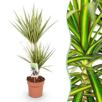 Dracaena Sunray - Pot de 17cm - Sans cache-pot - Plantes d'intérieur
