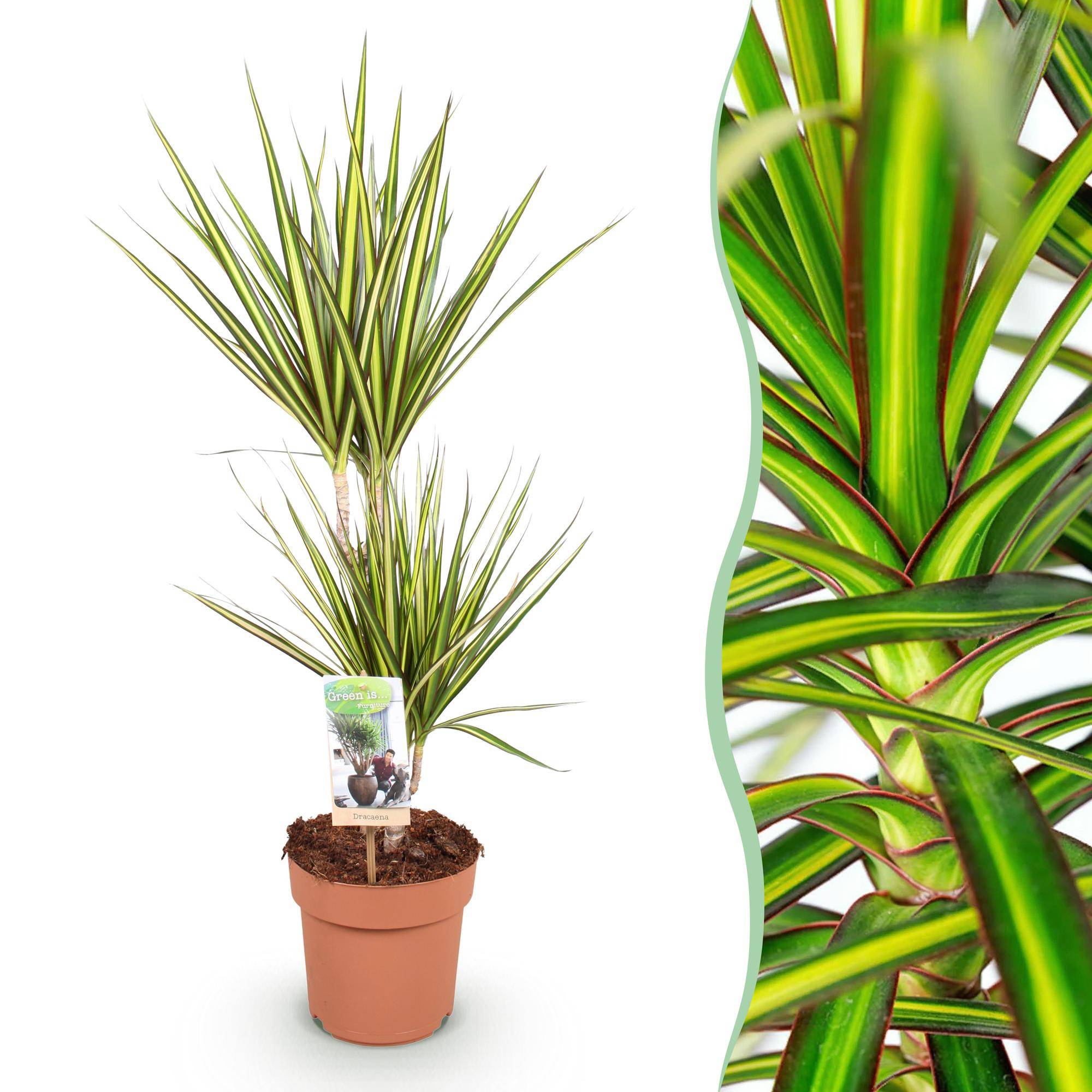 Dracaena Sunray - Pot de 17cm - Sans cache-pot - Plantes d'intérieur - Image 1