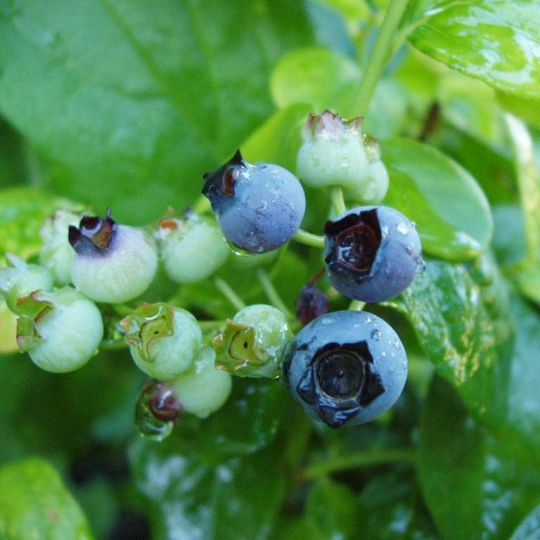 Myrtillier Blue Gold - Vaccinum corymbosum Pot de 1,5L/2L, Buisson