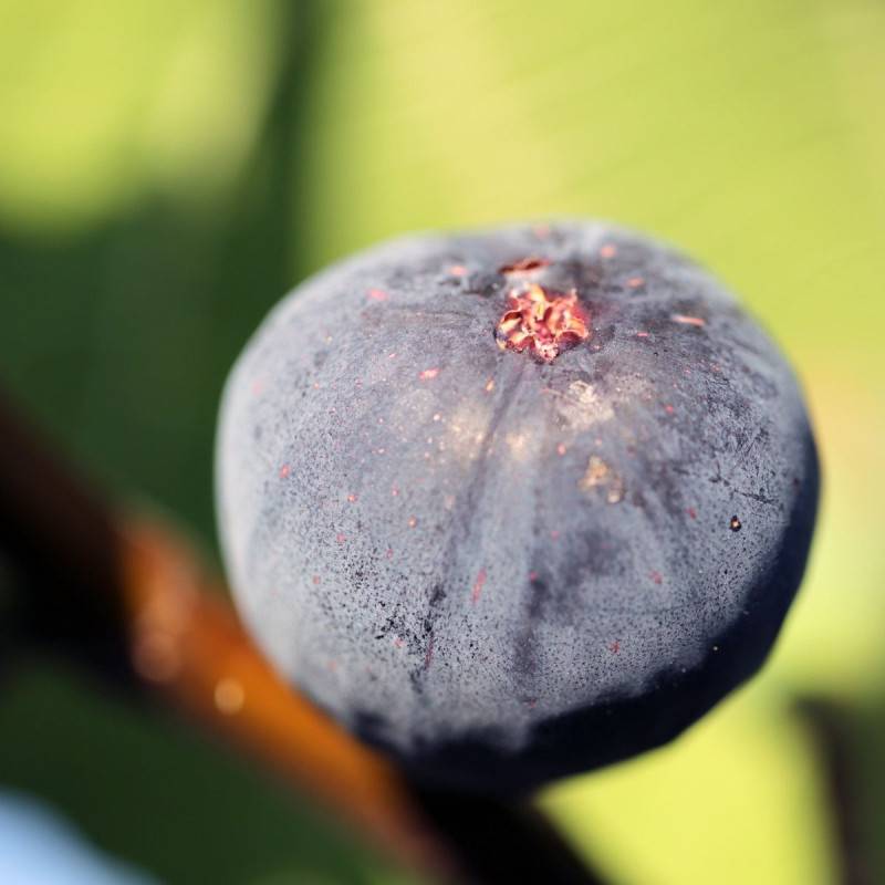 Figuier Violette de sollies, Ficus carica - Bon rendement - Pot de 4L - 30/60 cm - De 3,00 m à 5,00 m - Image 1