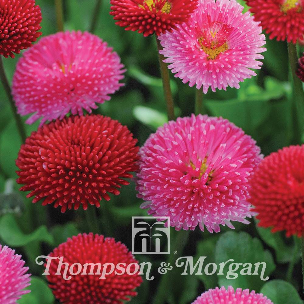 Graines de Pâquerette Pomponette Mixed - Bellis Perennis le sachet de 1000 graines environ (0,2g)