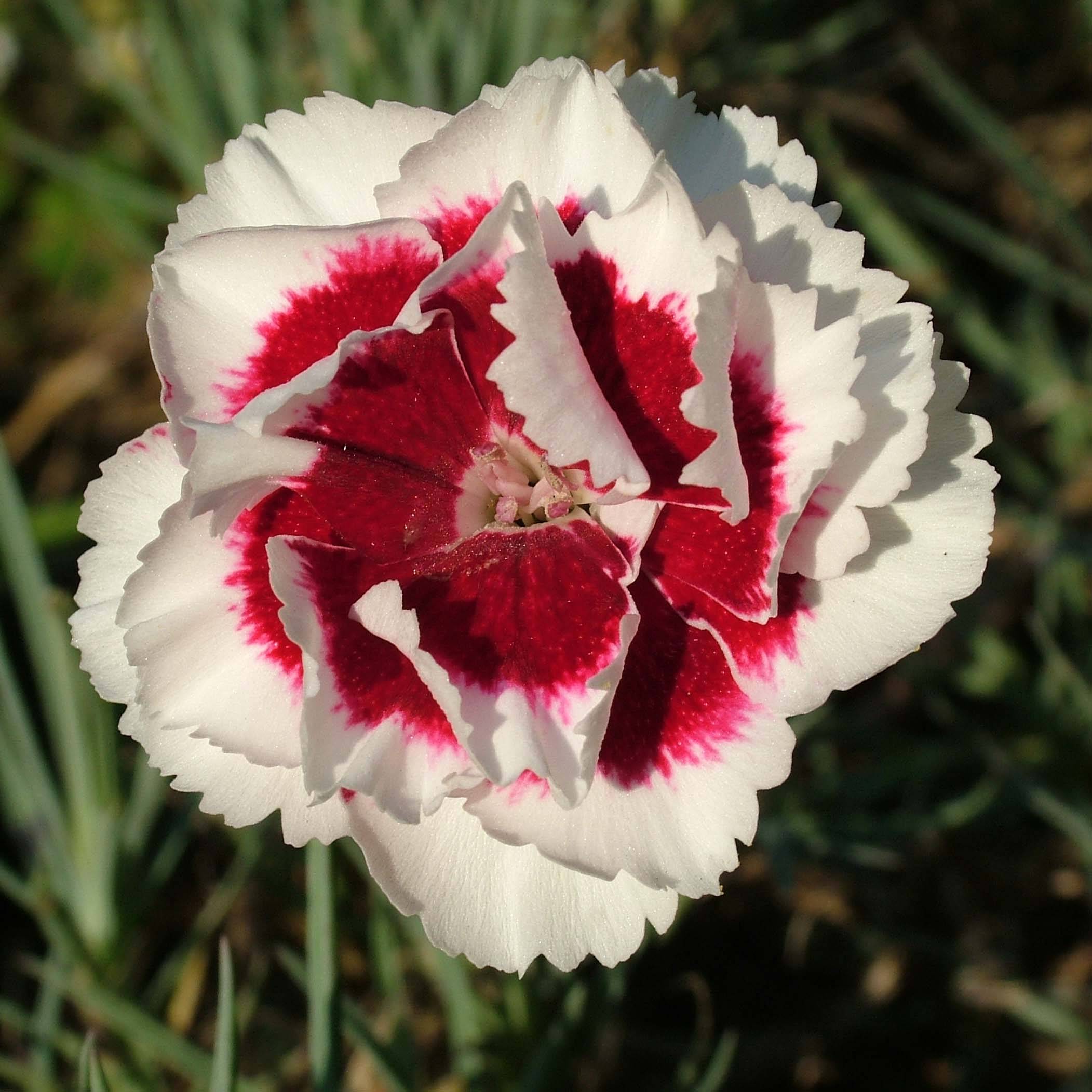 Promesse de Fleurs - Dianthus allwoodii Alice - Oeillet mignardise rouge et blanc Godet de 8/9 cm