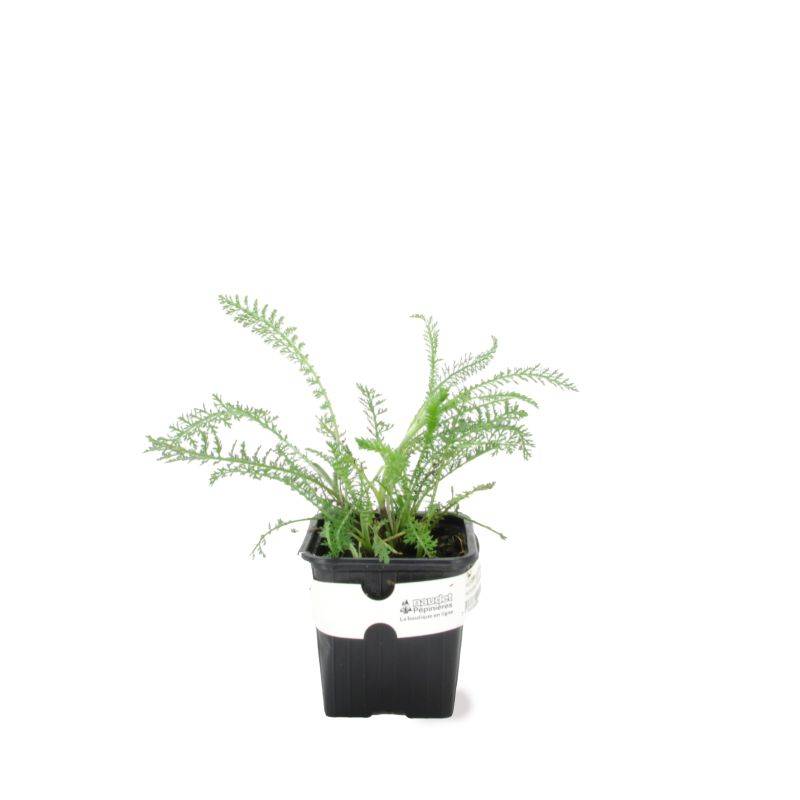 3 Achillées 'Cerise Queen' (Achillea 'Cerise Queen') - Lot de 3 vivaces - Pépinières Naudet - Image 2