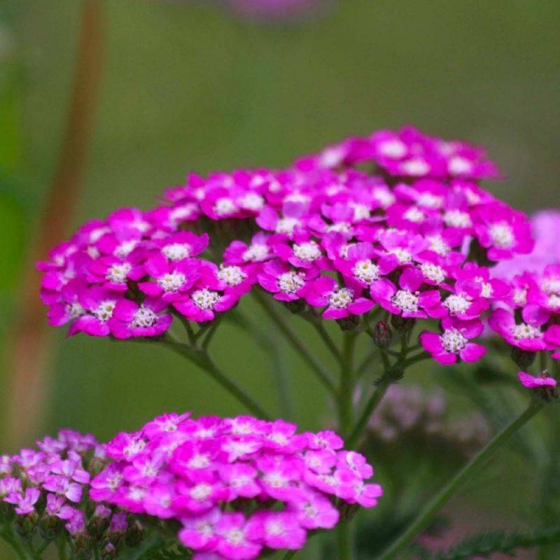 3 Achillées 'Cerise Queen' (Achillea 'Cerise Queen') - Lot de 3 vivaces - Pépinières Naudet - Image 1