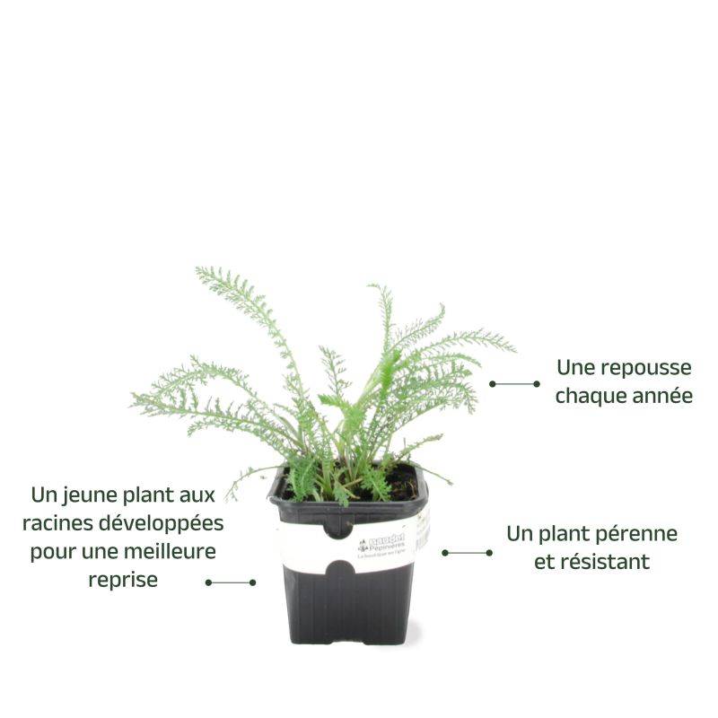 3 Achillées 'Cerise Queen' (Achillea 'Cerise Queen') - Lot de 3 vivaces - Pépinières Naudet - Image 3