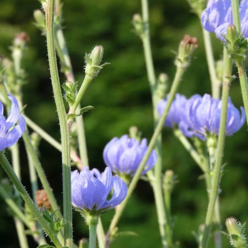 Chicorée sauvage - Sans traitement à fleurs Bleue - feuillage Caduc - Godet - 5/20 cm-  hauteur à maturité De 0,15 m à 0,50 m