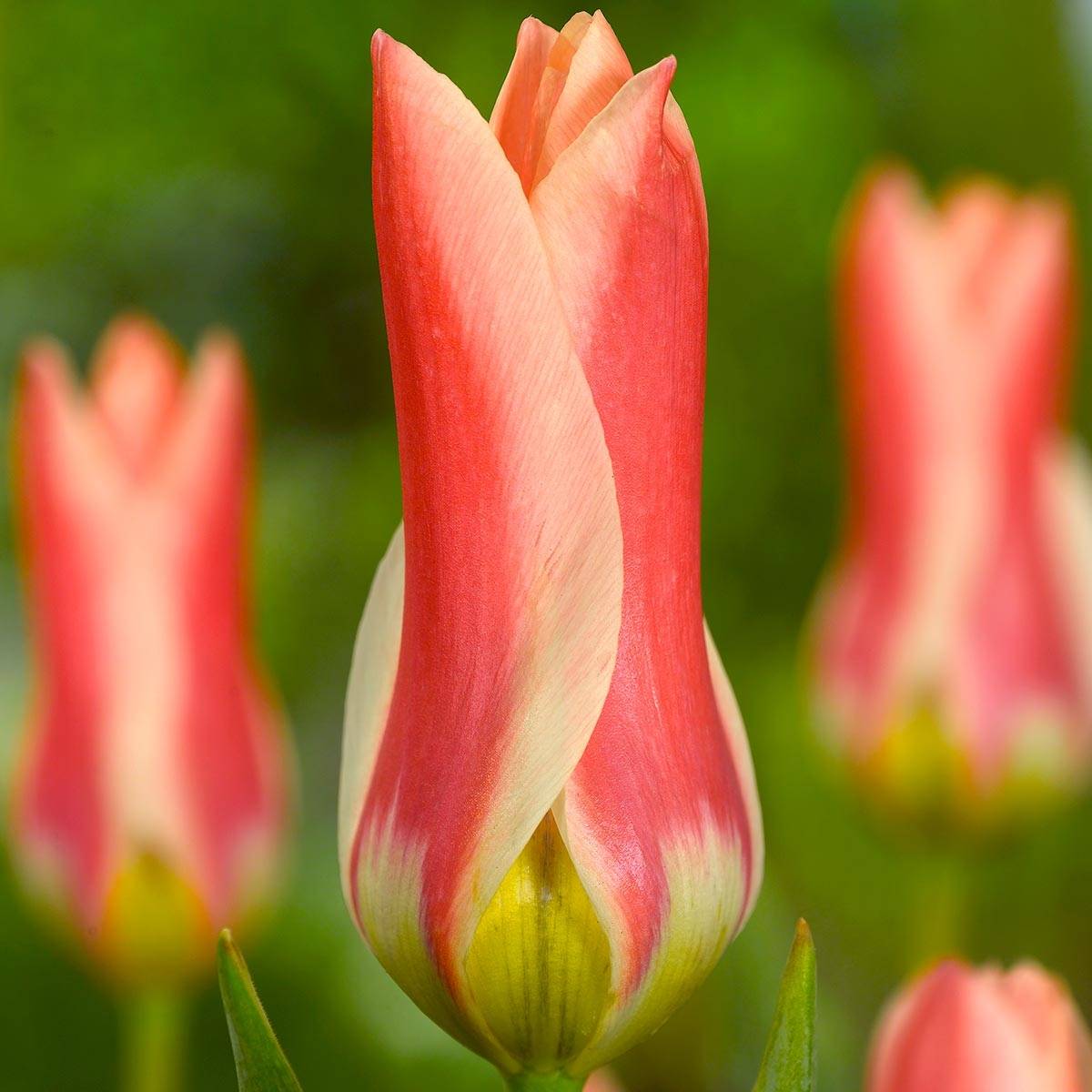 Promesse de Fleurs - Tulipe fosteriana Zombie Bulbe calibre 11+ (par 10)