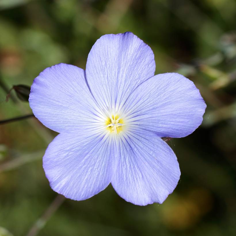 Promesse de Fleurs - Linum perenne Saphir - Lin vivace Godet de 8/9 cm