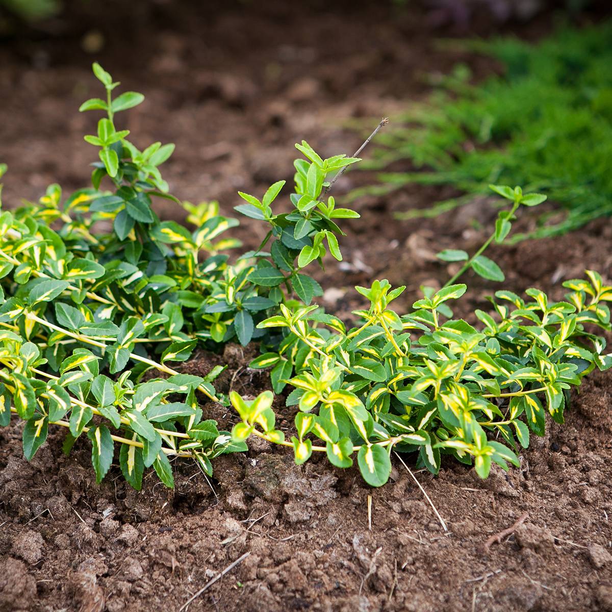 Promesse de Fleurs - Euonymus fortunei  Sunspot - Fusain persistant Pot de 2L/3L - Image 1