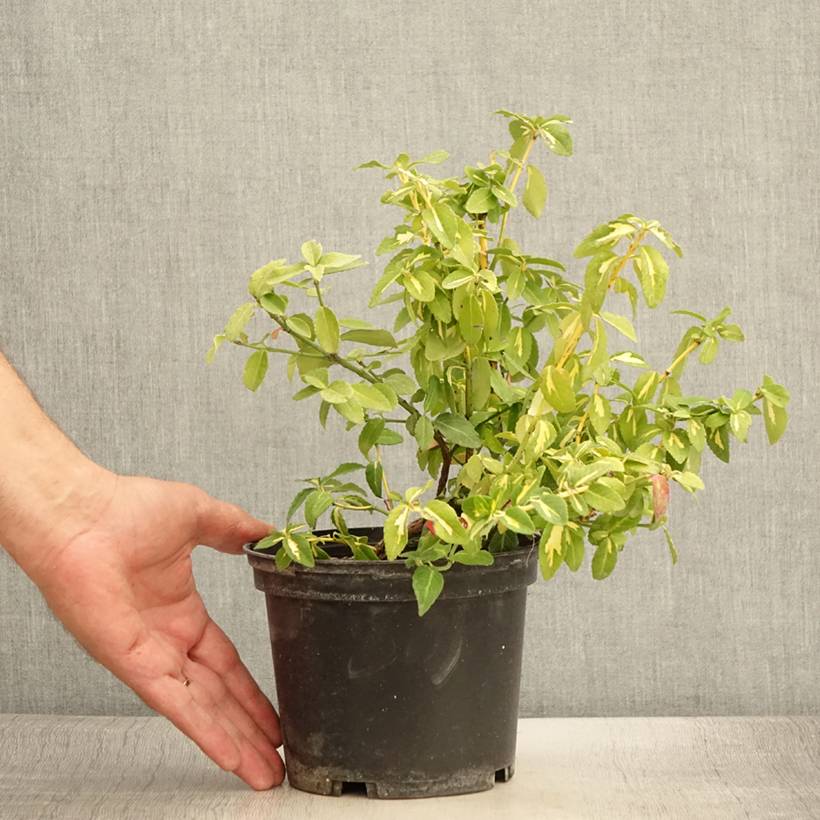 Promesse de Fleurs - Euonymus fortunei  Sunspot - Fusain persistant Pot de 2L/3L - Image 2