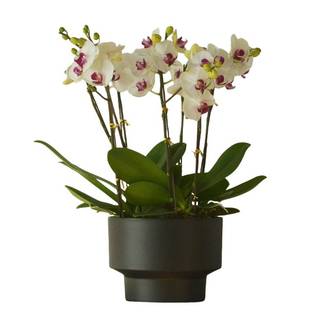 Pot de Fleurs Exquis - IntiMeg