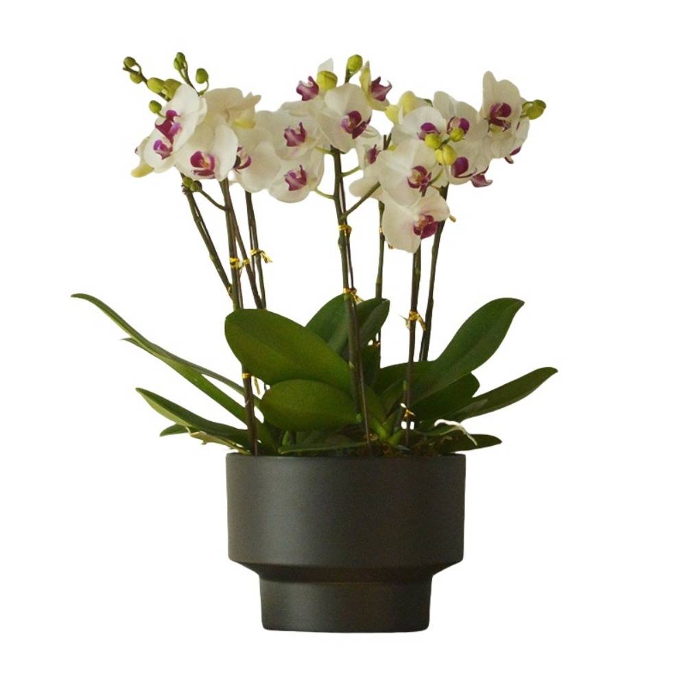 Pot de Fleurs Exquis - IntiMeg - Image 1