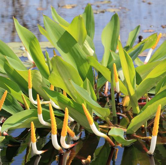Massue dorée - Orontium aquaticum - Image 3