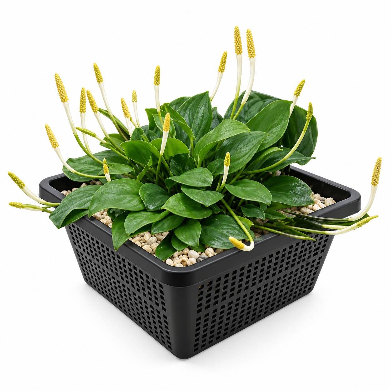 Massue dorée - Orontium aquaticum - Image 1