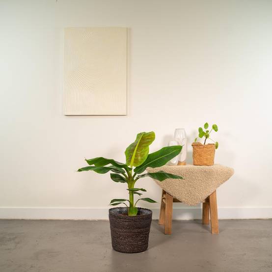 Musa Dwarf Cavendish - ↨90cm - Ø21cm + Mand Igmar 90cm - Plante d'intérieur- La Green Touch - Image 3