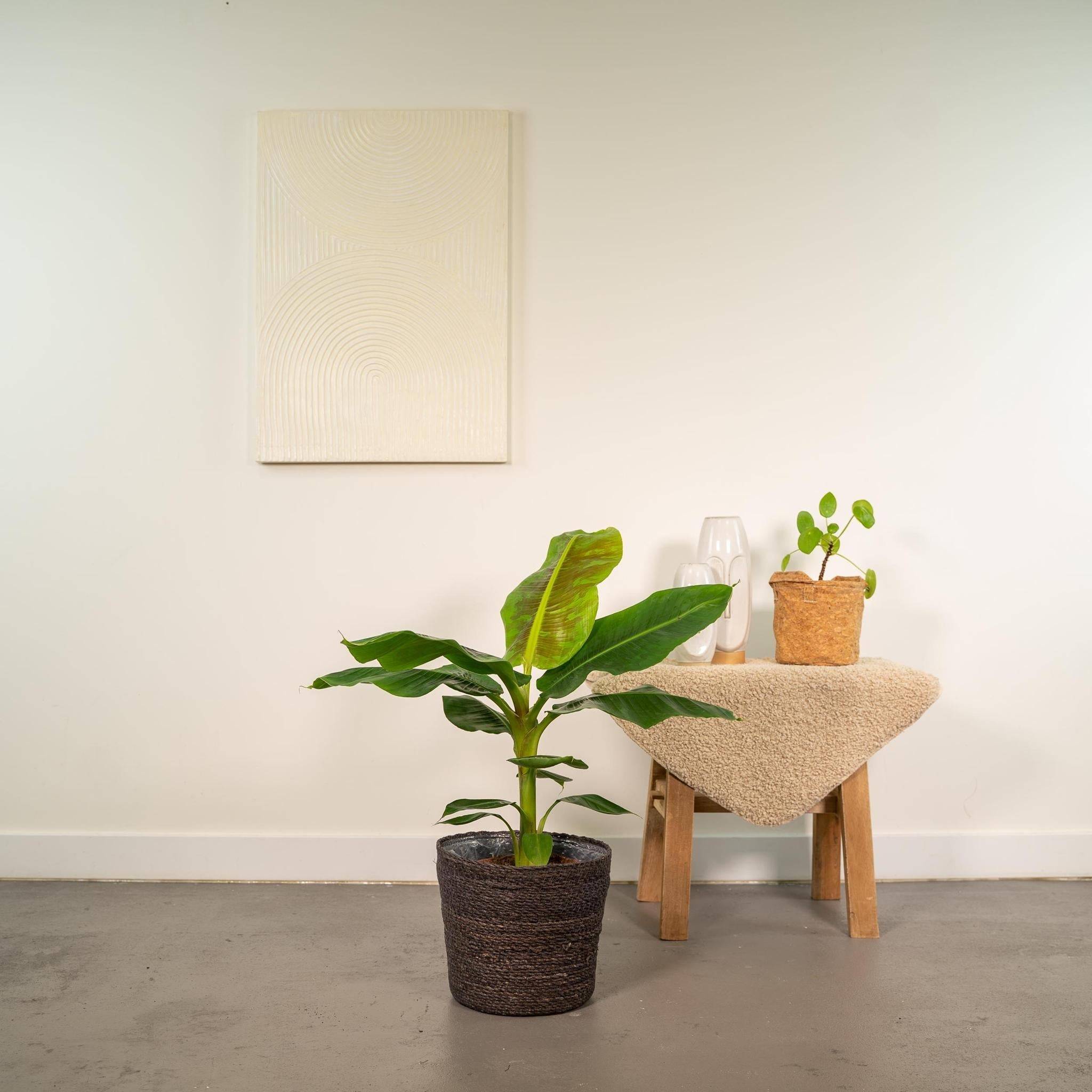 Musa Dwarf Cavendish - ↨90cm - Ø21cm + Mand Igmar 90cm - Plante d'intérieur- La Green Touch - Image 3