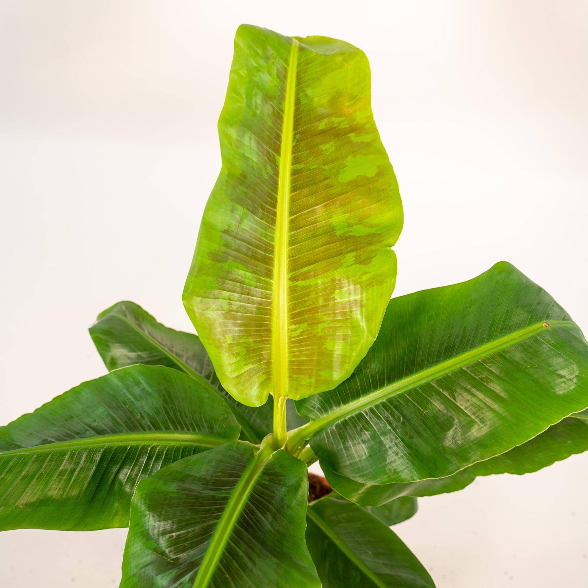 Musa Dwarf Cavendish - ↨90cm - Ø21cm + Mand Igmar 90cm - Plante d'intérieur- La Green Touch - Image 4